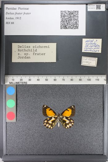 Media type: image;   Entomology 128272